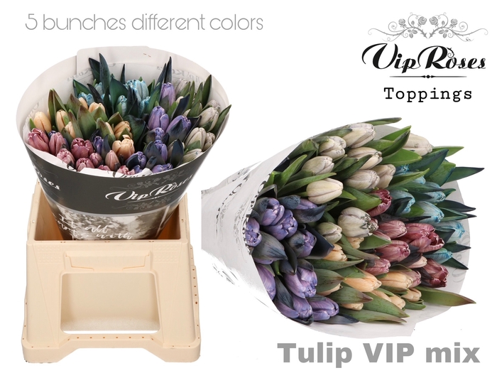 <h4>Tulipa si paint mix</h4>