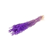 Haver (avena) purple