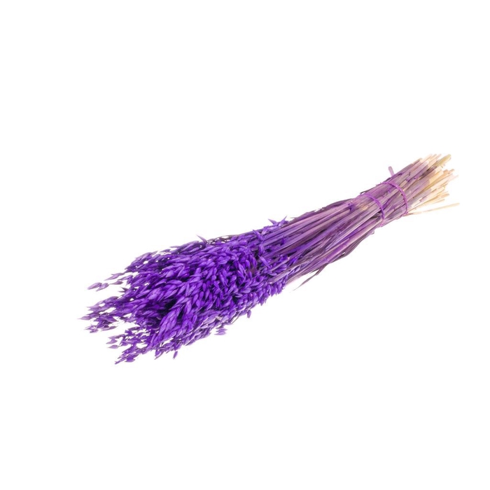 <h4>Haver (avena) purple</h4>