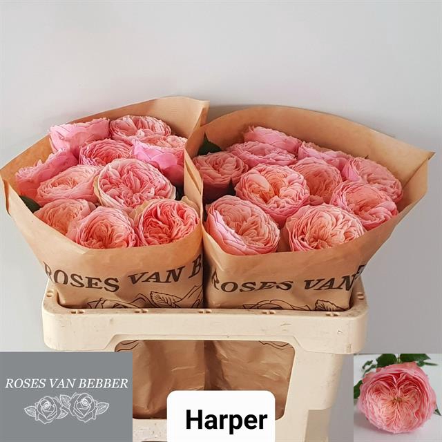<h4>Rosa la garden harper!</h4>