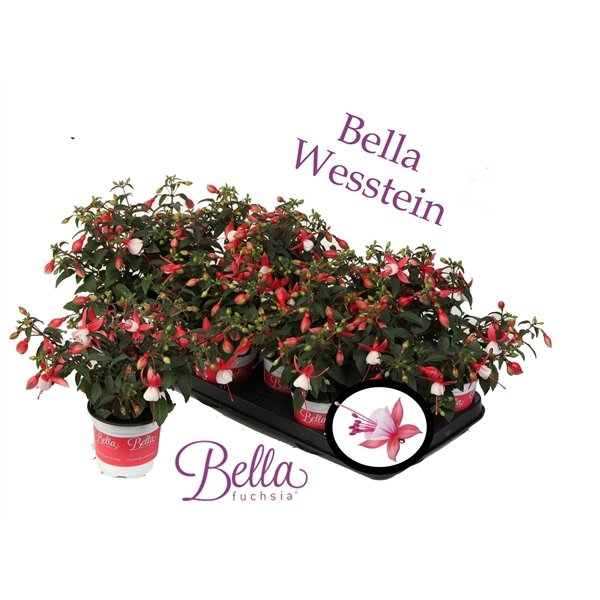 <h4>Bella Fuchsia 'Petra' ( hang )</h4>