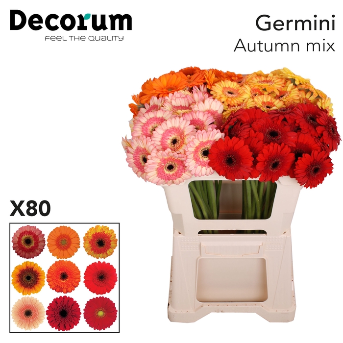 <h4>Germini Mix Autumn Water</h4>