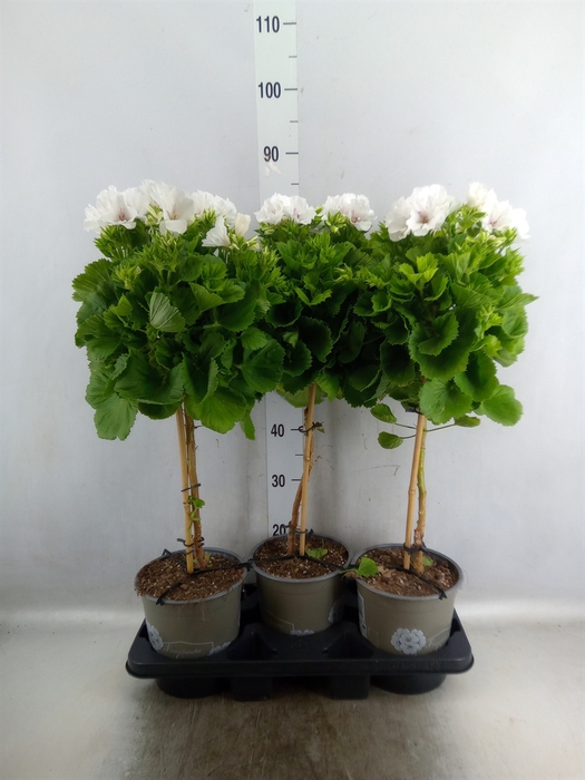 <h4>Pelargonium gran.   ...</h4>