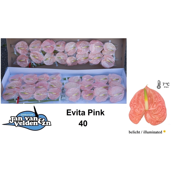 Evita Pink 40