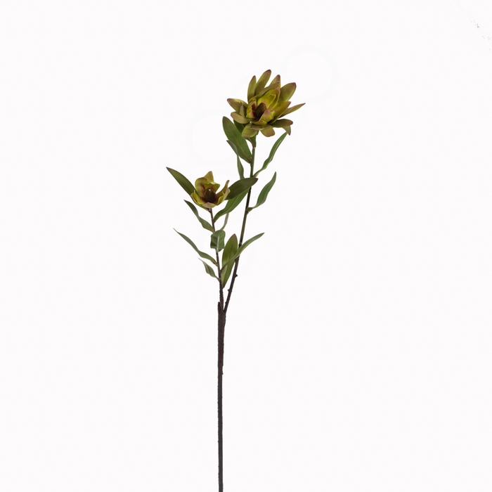 <h4>Af Protea Vertakt L75cm Groen</h4>