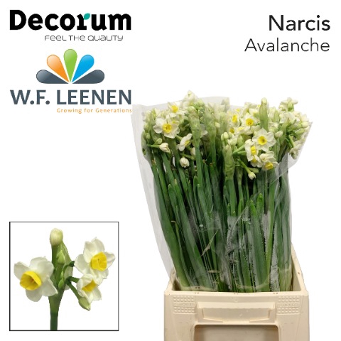 <h4>Narcissus sp avalanche</h4>
