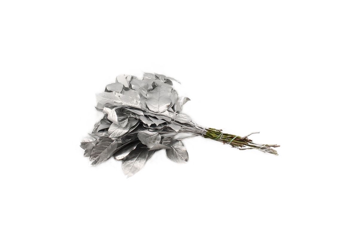 <h4>Salal Tips Painted Silver</h4>
