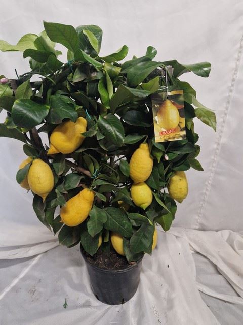 <h4>Citrus limon</h4>