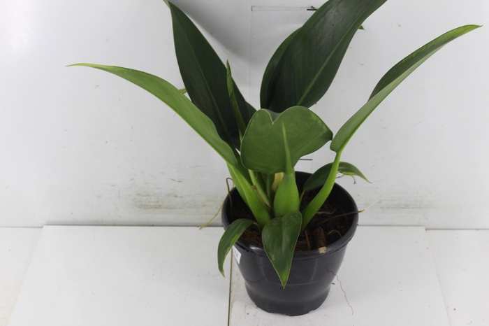 <h4>PHILODENDRON PACOVA P20</h4>