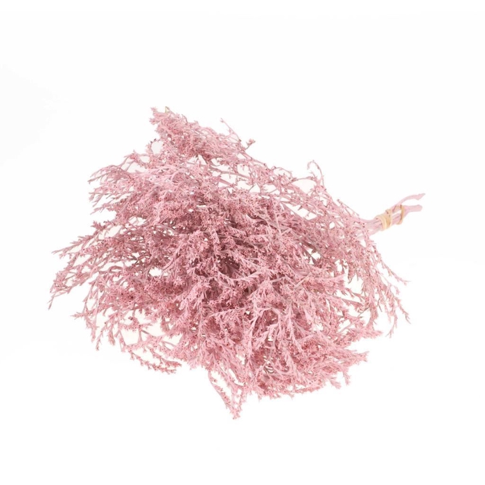 Statice tatarica 500gr SB pink misty