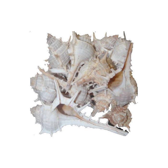 <h4>Shell Katta chimmam 1 kg in poly</h4>