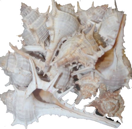 <h4>Shell katta chimmam 1 kg in poly</h4>