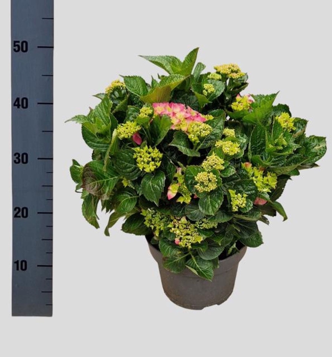 <h4>Hydrangea macrophylla (B)</h4>
