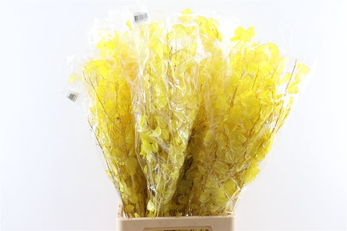 Dried Lunaria Yellow 90cm P Bunch