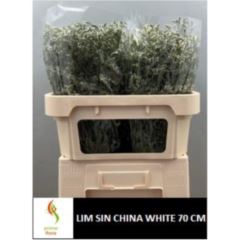 <h4>Limonium sin China White</h4>