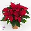 Poinsettia 13 cm Christmas Feelings® Red