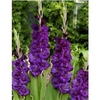 Gladioli Purple