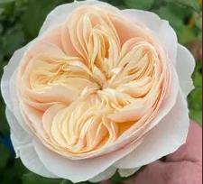 <h4>Rosa la freya gardens!</h4>