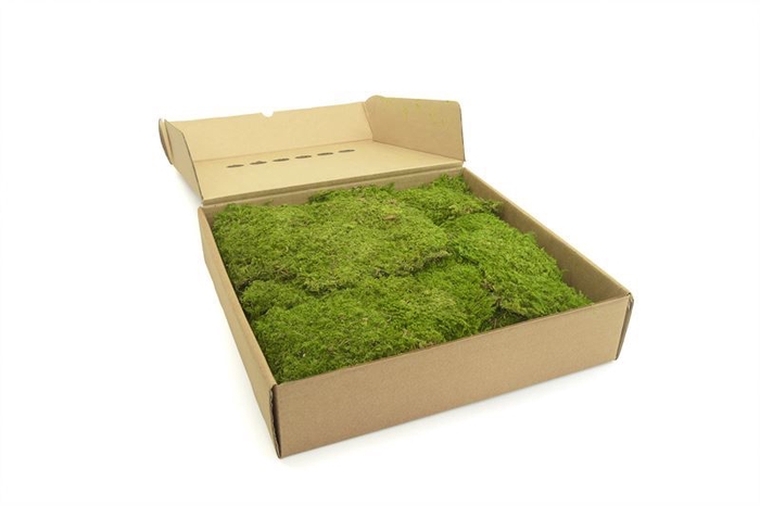 <h4>Rock moss Gepreserveerd ca. 0,40 m2</h4>