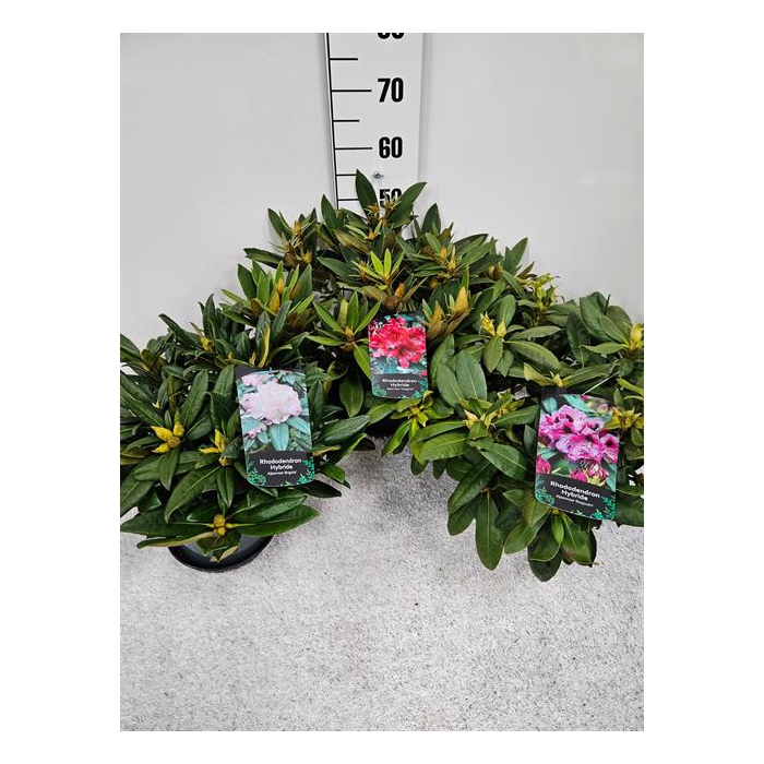 <h4>Rhododendron mix 23Ø 40cm</h4>