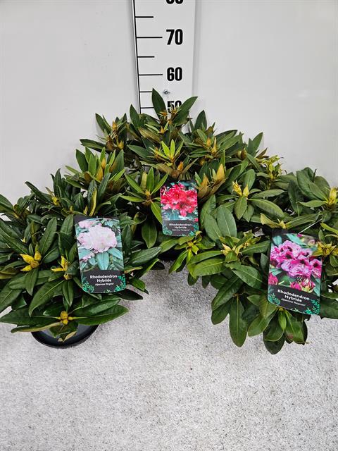 Rhododendron mix 23Ø 40cm