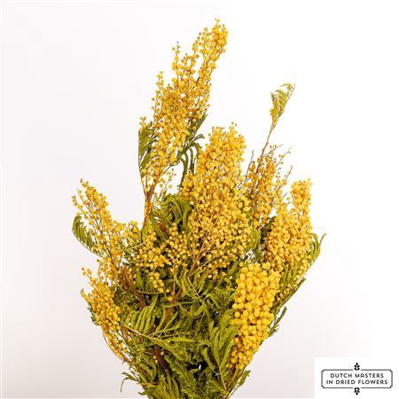 <h4>Dried Mimosa Blooming Yellow Bunch</h4>
