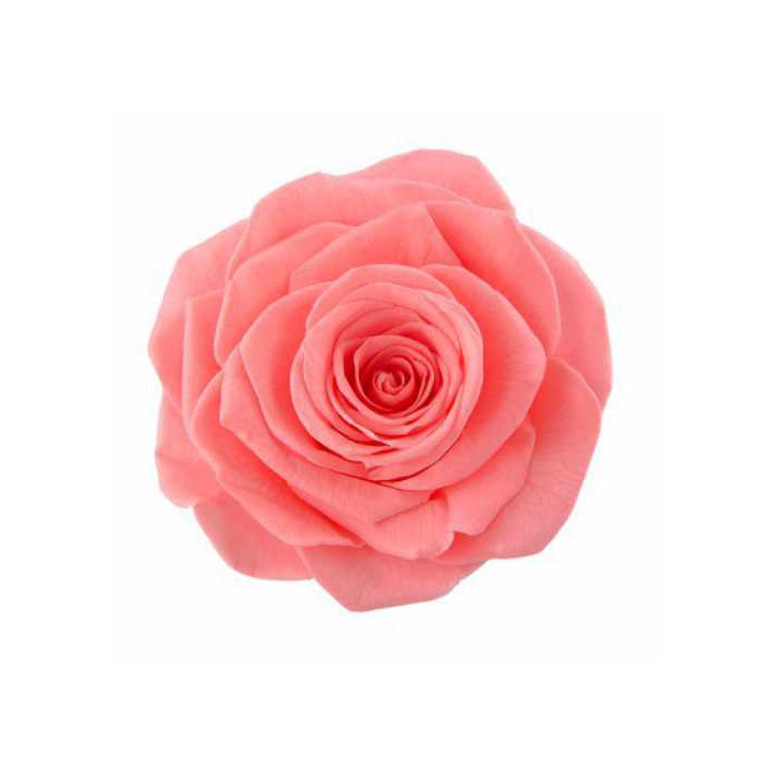 <h4>Rose Monalisa Pink Nectar</h4>