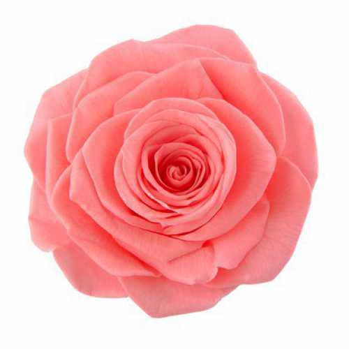Rose Ava Pink Nectar