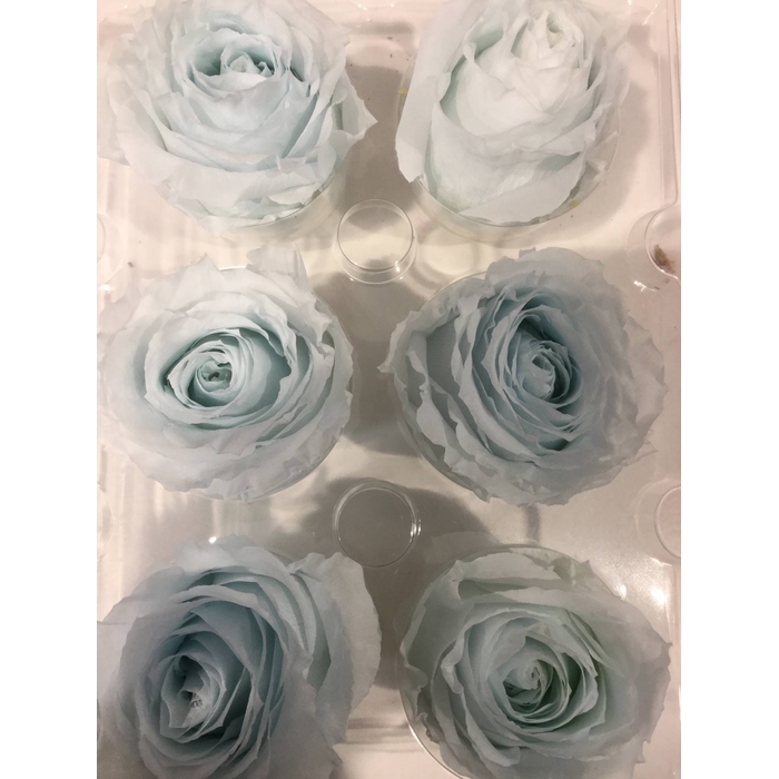 <h4>PRESERVED ROSES BABY BLUE</h4>