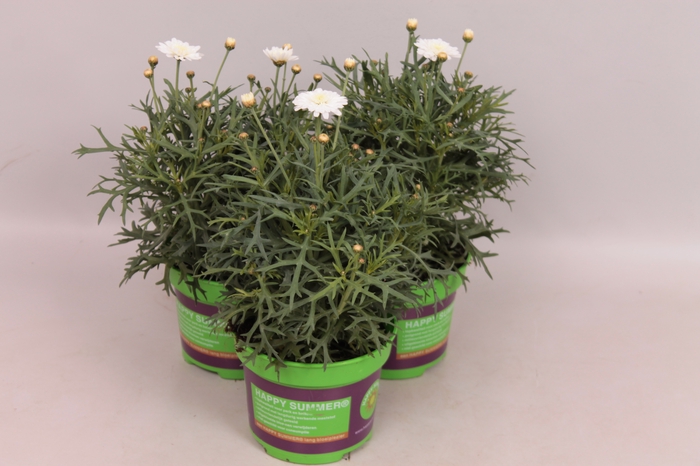 Argyranthemum molimba S Double White