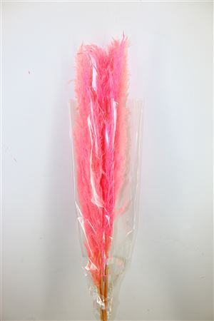 <h4>Dried Cortaderia Dadang Soft Pink 110cm</h4>