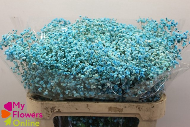 Gyps Pa Excellence Tinted Turquoise 80cm EC