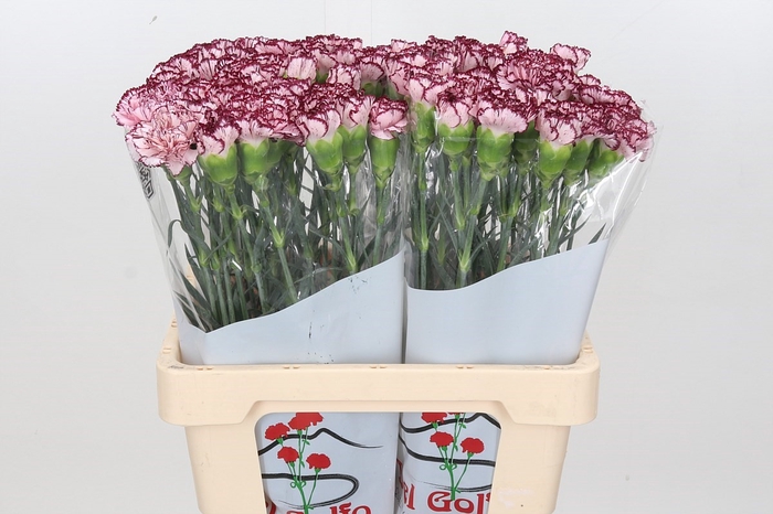 Dianthus St Olympia