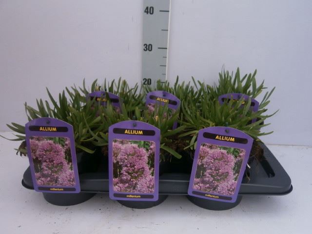 <h4>Allium   ...</h4>