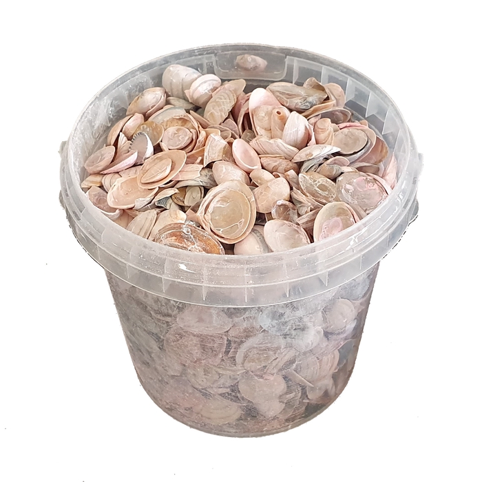 Shells north sea 1 ltr frosted pink