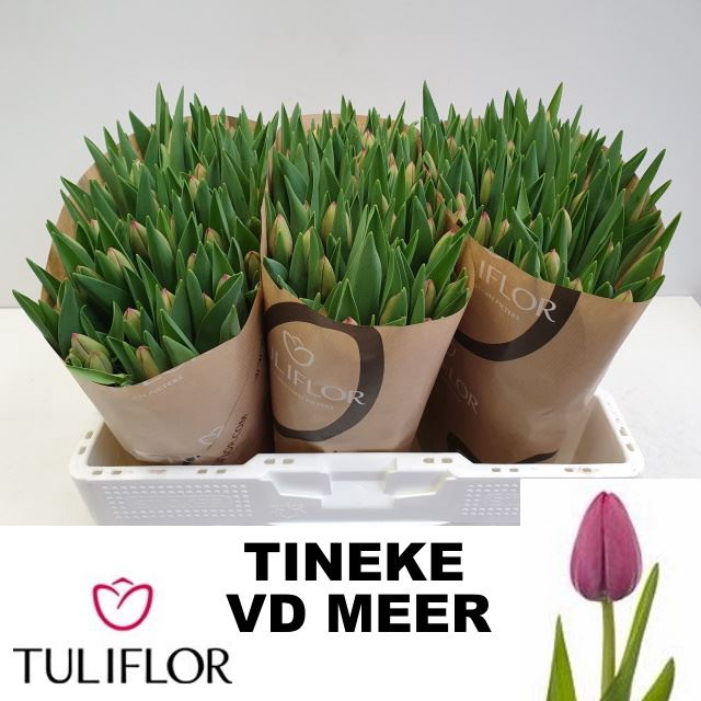 <h4>Tulipa enke. (Triumph Grp) Tineke v</h4>