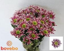 Chrysanthemum spray Saba