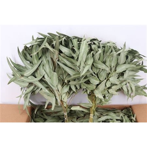 DRIED EUCA LEAVES NATURAL 55CM