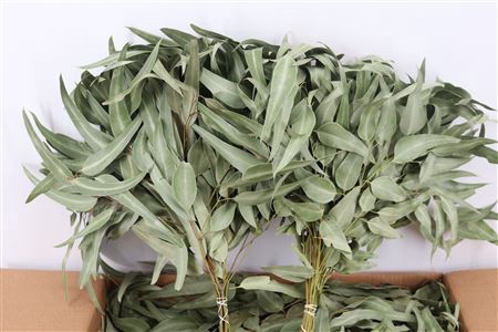 DRIED EUCA LEAVES NATURAL 55CM
