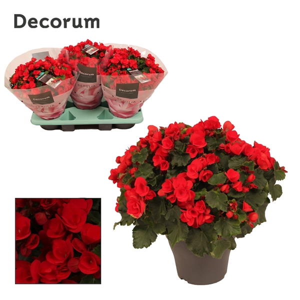 Begonia ''betulia'' red Decorum