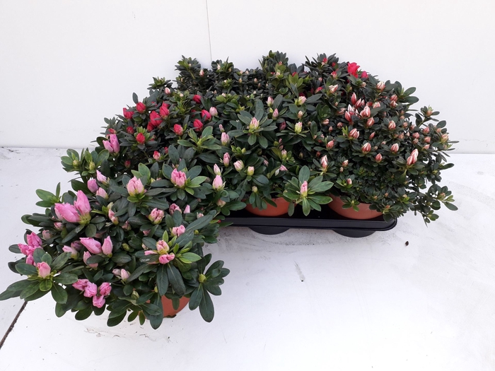 <h4>Rhododendron (Sim. gemengd</h4>