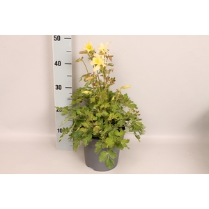 vaste planten 19 cm  Aquilegia Yellow