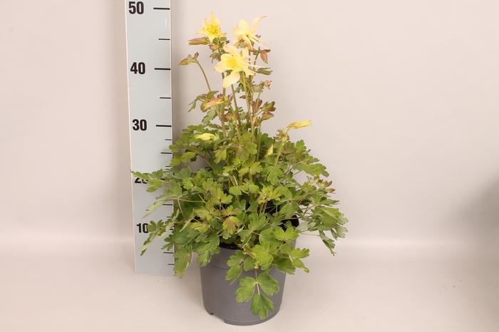 vaste planten 19 cm  Aquilegia Yellow