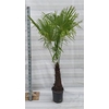 Trachycarpus Fortunei P40 H250