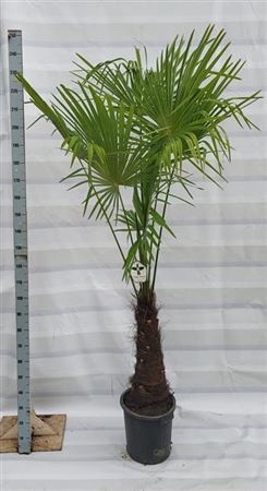 Trachycarpus Fortunei P40 H250