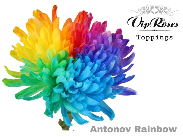 <h4>Chr g Antonov Paint Rainbow</h4>
