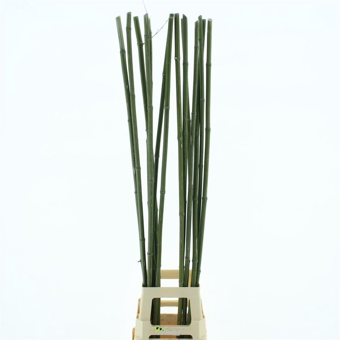 <h4>Bamboe Stok 130 Cm</h4>