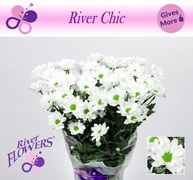 Chrysanthemum spray Chic White
