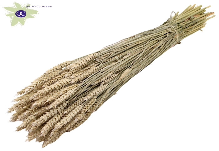 <h4>Triticum per bunch frosted white</h4>