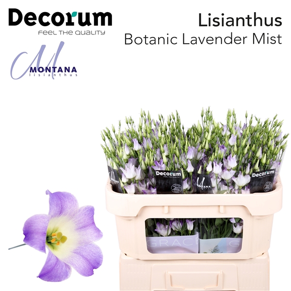 <h4>Lisianthus Botanic Lavender Mist - Montana Lisianthus</h4>